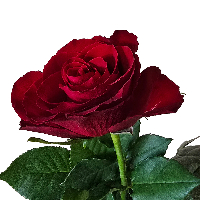 Grethe Elisabeth Myhre