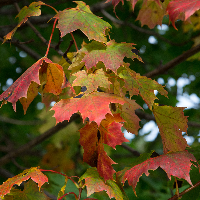 Asbjørn Laurits Grøtterød