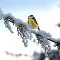 Bjørn Thore Furustad